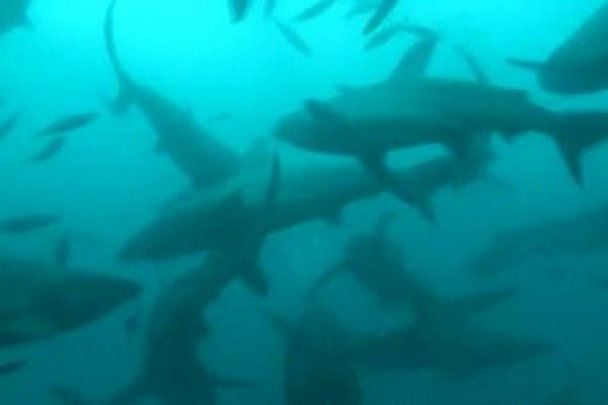Бенкет на межі вимирання: гігантське скупчення морських хижаків стурбувало вчених