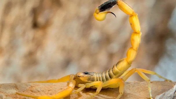 Скорпіон ховався в куртці: туристку після відпустки екстрено госпіталізували