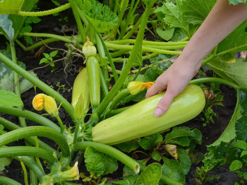 Підгодуйте кабачки цим – і здивуєтеся врожаю аж до пізньої осені Підгодуйте кабачки цим – і здивуєтеся врожаю аж до пізньої осені