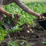 Урожай картоплі точно пропаде, якщо ви допустите ці помилки. Важливі поради городників