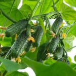 Цей продукт з вашої кухні допоможе огіркам плодоносити до осені