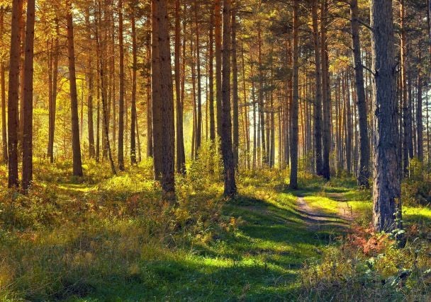"Літо" повертається: Україну накриє значне потепління — синоптики назвали точні дати та градуси (мапа)
