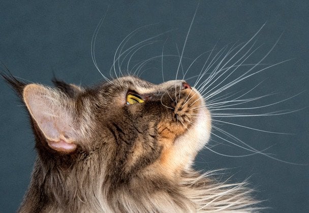 7 порід котів, яких ветеринари не радять заводити: за милою зовнішністю ховаються ризики