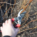 Чи потрібно восени обрізати кущі малини?
