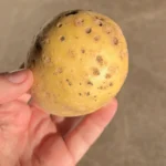 Картопляна моль знищить увесь урожай! Як виявити шкідника й що робити з коренеплодами?