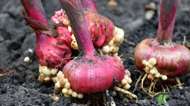Коли викопувати гладіолуси восени і як зберегти їх до весни