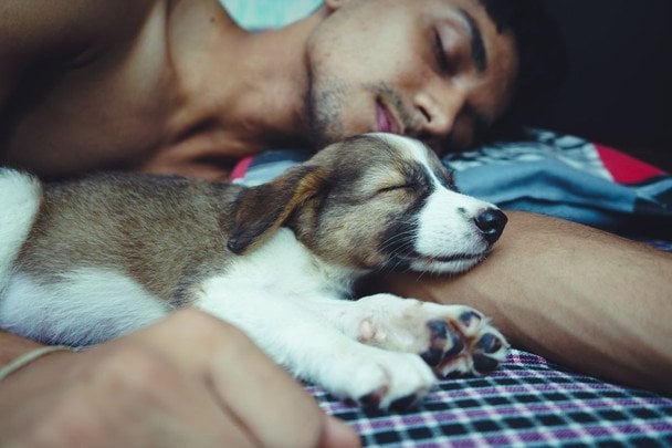 Дванадцять порід собак, які почуваються спокійніше, коли сплять поруч із господарем