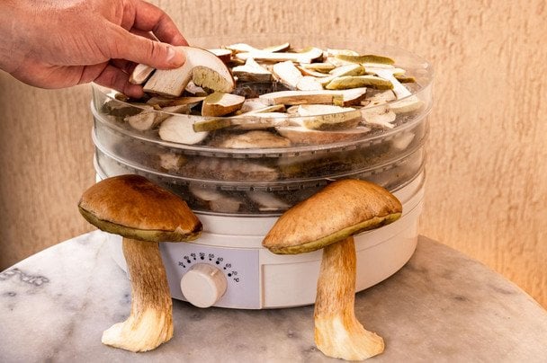 Які гриби можна сушити на зиму, а які не варто, як це правильно робити Які гриби можна сушити на зиму, а які не варто, як це правильно робити
