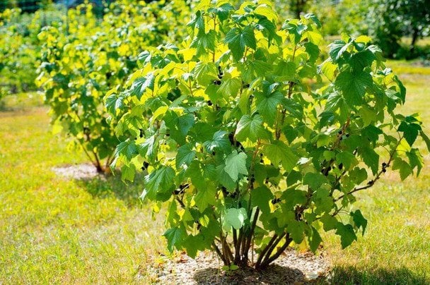 Яким добривом підживити смородину в жовтні, щоб наступного року отримати рясний урожай