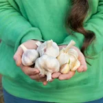 Озимий часник: як обрати час для висаджування?