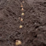 Лише така цибуля-сіянка дасть хороший результат при посадці під зиму
