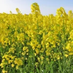 Ці три рослини – ідеальні сидерати для висаджування в жовтні