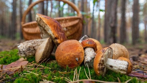 Які гриби ростуть у жовтні: де шукати білі, опеньки та маслюки