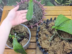 Усього ложка цього порошку – і орхідея знову зацвіте. Рецепт підживлення з того, що є на кухні